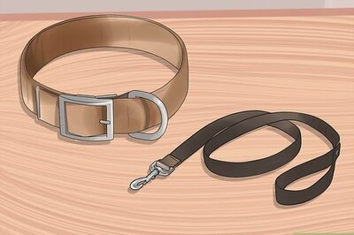 How to Train a Bully Breed Dog