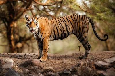Tiger Authority Forms Teams to Check If Infrastructure Projects in National Parks are Going by the 'Law of the Jungle’