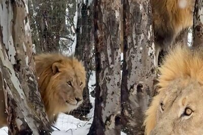 Snow In South Africa? Watch Lions' Reaction To Rare Storm