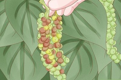 The Complete Guide to Harvesting, Preparing, and Drying Black Pepper