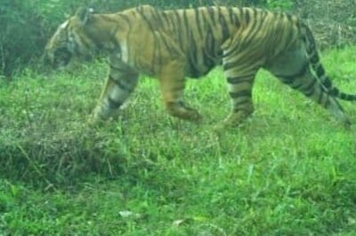 No Plans to Kill Elusive 'Maneater' Tiger: Tamil Nadu Govt Tells High Court