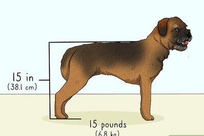 How to Identify a Border Terrier