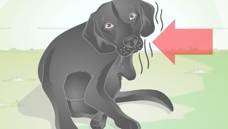 How to Treat Canine Allergies