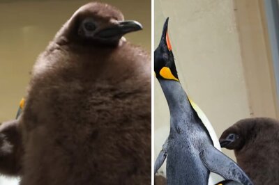 Move Over Baby Hippo, Adorable Penguin Pesto Is The Internet's New Obsession