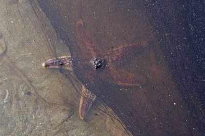 Starfish could cure asthma, arthritis