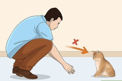 How to Break Your Cat's Cycle of Xenophobia (Fear of Strangers)