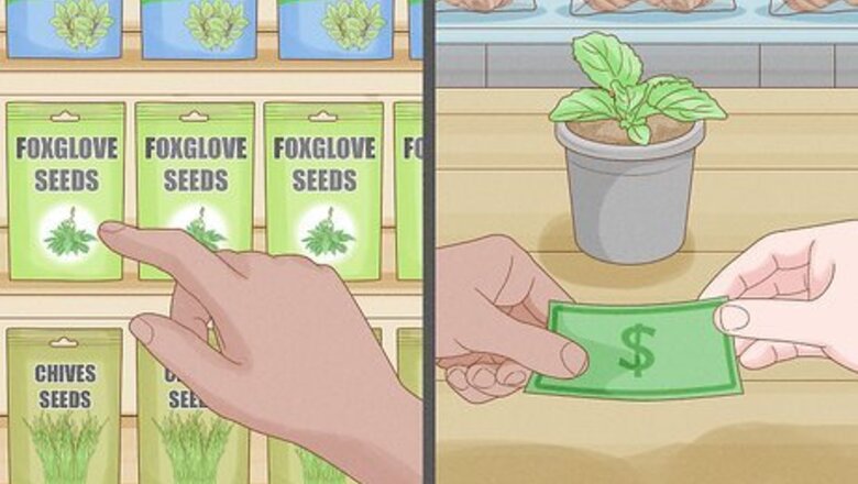 How to Grow Foxglove