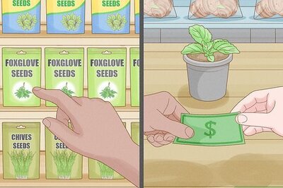 How to Grow Foxglove