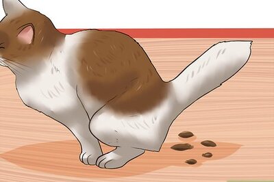 How to Diagnose Feline Lymphosarcoma
