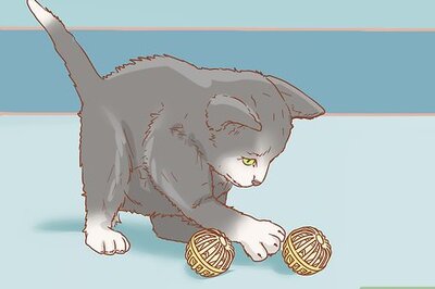 How to Get a Kitten to Fall Asleep