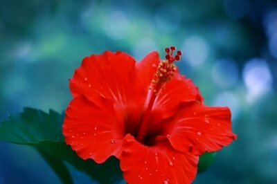 Hibiscus Can Do Wonders To Your Hair, Know How