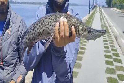 Predator Alligator Fish Discovered in Dal Lake, Makes Locals Curious