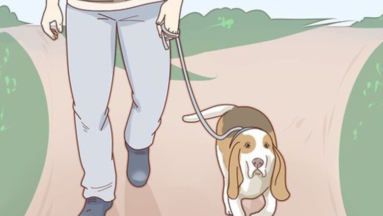 How to Care for Basset Hounds