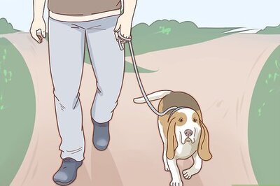 How to Care for Basset Hounds