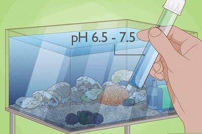 How to Plant an Amazon Sword Plant