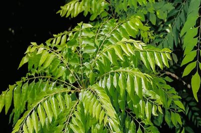 Troubled by Hair Problems? Well, Curry Leaves May Help You a Great Deal
