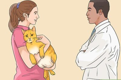 How to Treat a Cat with Physical Therapy