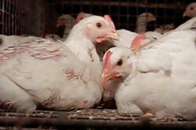 Bird flu not contagious among humans