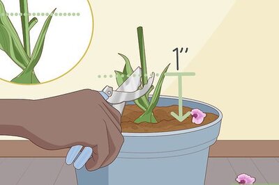 How to Revive an Orchid Plant
