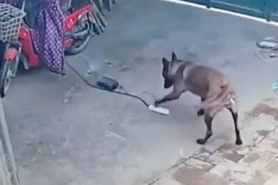 Watch How This Smart Dog Prevents House From Catching Fire