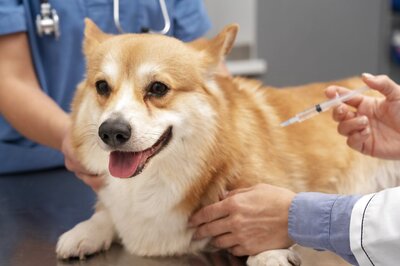 National Vaccination Day 2023: 4 Reasons Why Vaccination Is Important for Pets