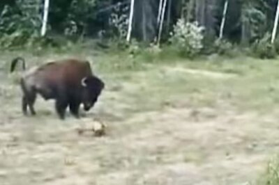 Pitbull Ferociously Charges Towards A Bison; Here’s What Happens Next