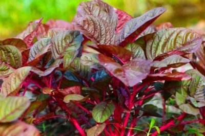 Does Red Spinach Have Any Side Effect?