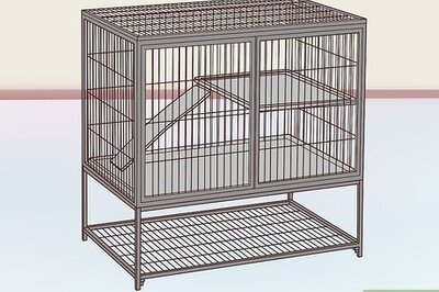 How to Exercise a Pet Rat