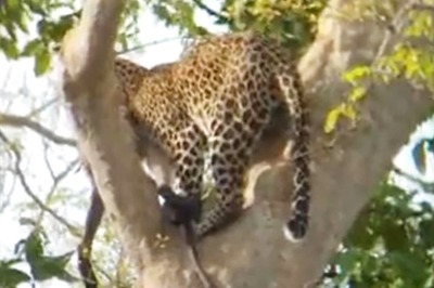 Leopard That Injured 10 Villagers Found After a Week in Bengal's Alipurduar