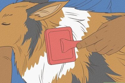 How to Groom Your Collie