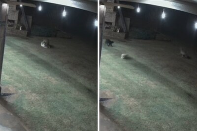 Trending: Cat Saves Dog's Life By Chasing Off Coyotes In Wholesome Video