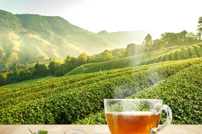 Indian Tea Exports Jump From 122.18 Million Kg To 140.28 Million Kg