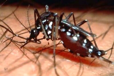 36 per cent increase in Delhi's dengue cases; total reaches 75