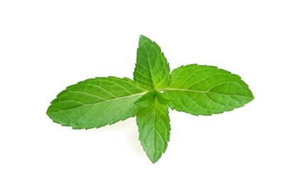 Stay Healthy This Summer With These Mint Recipes