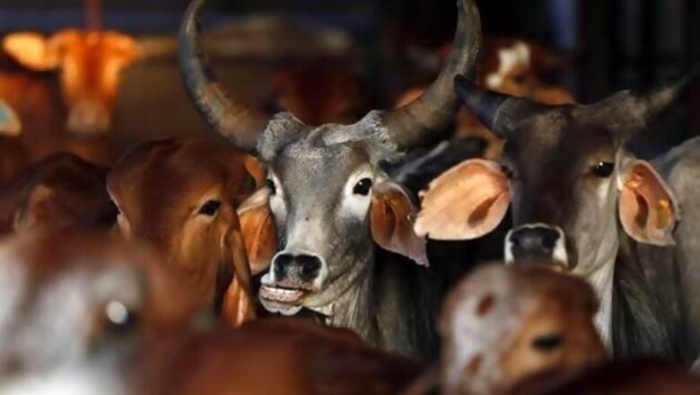 8 attempt suicide in Gujarat demanding cow be declared 'Rashtra mata'