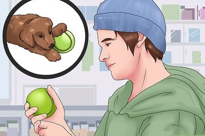 How to Give a Dog a Merry Christmas