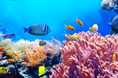 World Oceans Day 2022: Inspirational Quotes to Fire You Up to Protect Oceans