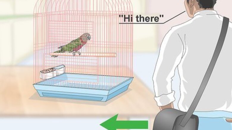 How to Teach a Hawk‐Headed Parrot to Speak