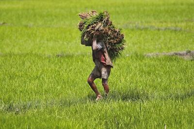 Area Under Kharif Crops Reaches New Record of 1,095L Hectare Due to Above Normal Monsoon