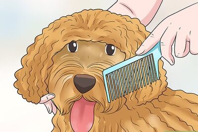 How to Groom a Goldendoodle's Face