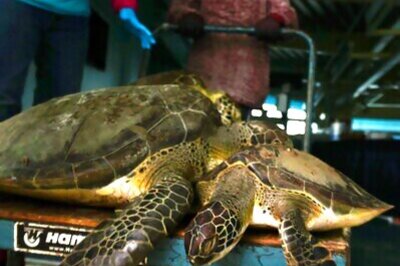 Thousands Of Cold-stunned Sea Turtles Being Rescued In Texas