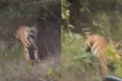 'Too Much Eagerness': IFS Officer Warns Public after Tiger Attacks Tourists in Horrifying Video