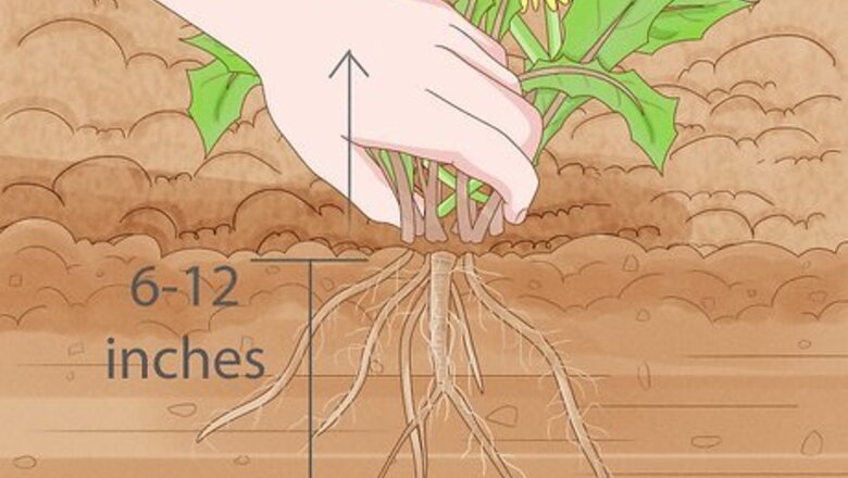 How to Kill Dandelions Naturally