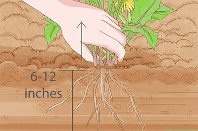 How to Kill Dandelions Naturally