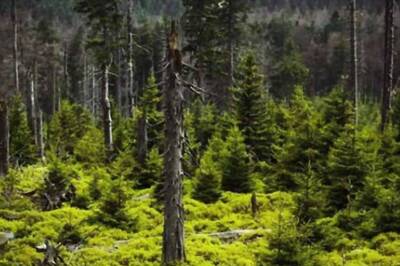 Increase in India's Forest Cover May Have Only Occurred in Plantations