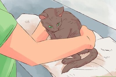 How to Give Cats Liquid Medicine