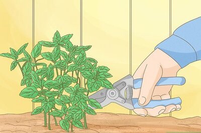 How to Grow Mint