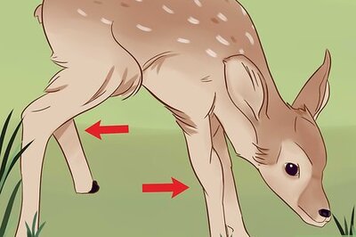 How to Tell a Fawn's Age