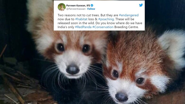 IFS Officer Shares Photo of Baby Red Pandas With a Message