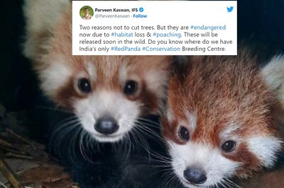 IFS Officer Shares Photo of Baby Red Pandas With a Message